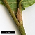 SpeciesSub: 'Pallida' (H.japonica × H.mollis)